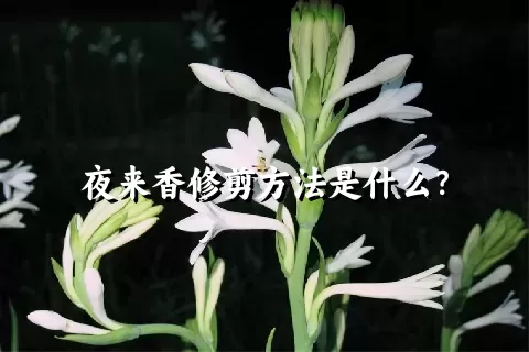 夜来香修剪方法是什么？