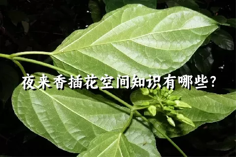 夜来香插花空间知识有哪些？