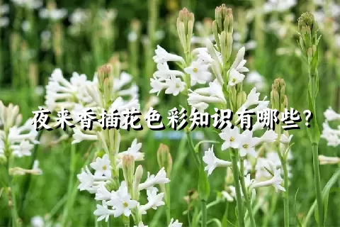 夜来香插花色彩知识有哪些？