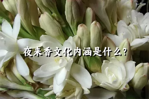 夜来香文化内涵是什么？