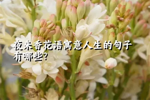 夜来香花语寓意人生的句子有哪些？