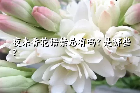 夜来香花语禁忌有吗？是哪些？