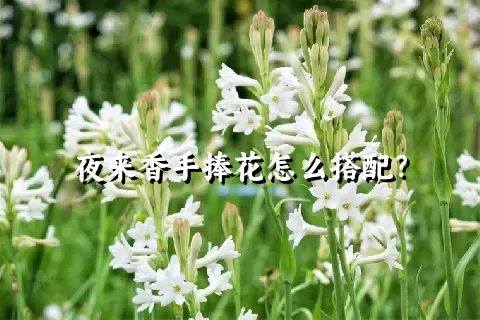 夜来香手捧花怎么搭配？