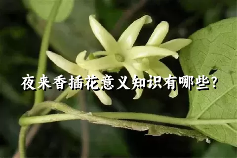 夜来香插花意义知识有哪些？