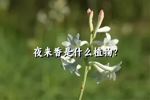 夜来香是什么植物？