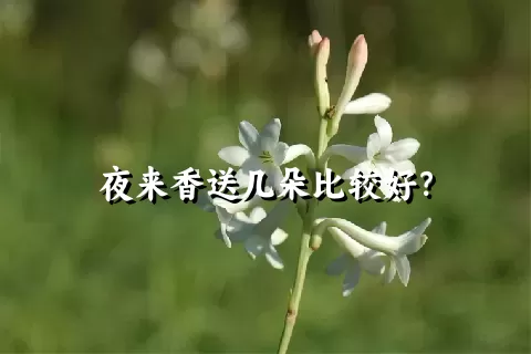 夜来香送几朵比较好？