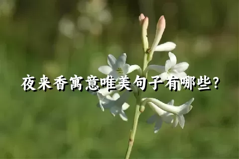 夜来香寓意唯美句子有哪些？