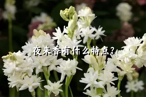 夜来香有什么特点？