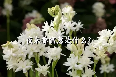 夜来香寓意是什么？