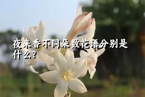 夜来香不同朵数花语分别是什么？