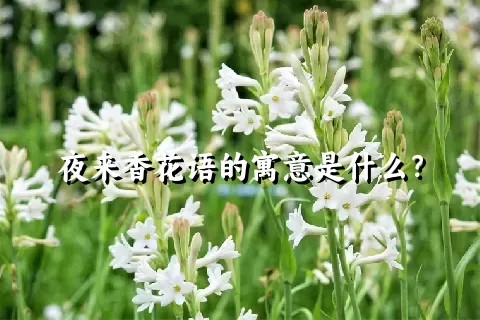 夜来香花语的寓意是什么？