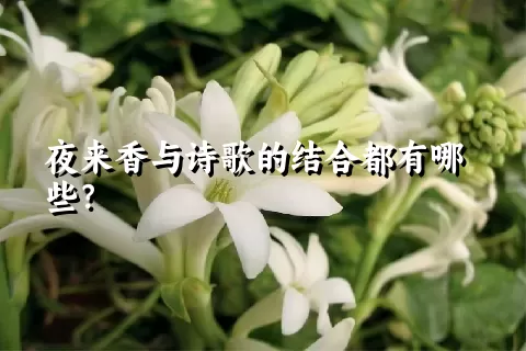 夜来香与诗歌的结合都有哪些？