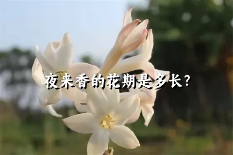 夜来香的花期是多长？