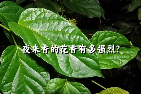 夜来香的花香有多强烈？