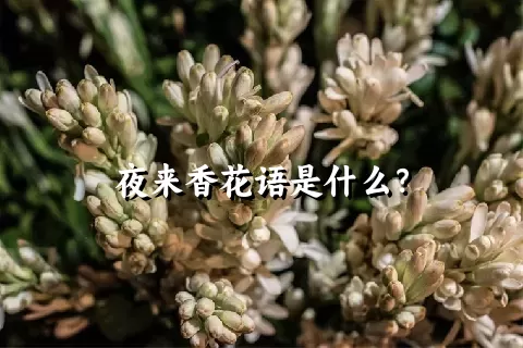 夜来香花语是什么？