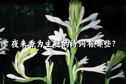 夜来香为主题的诗词有哪些？