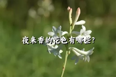 夜来香的花色有哪些？