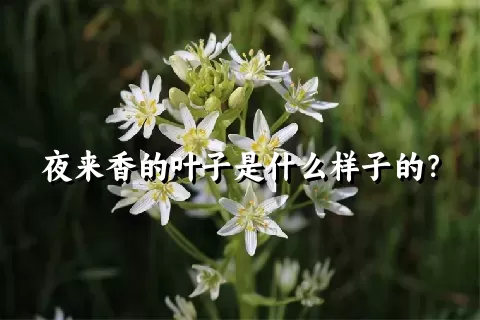 夜来香的叶子是什么样子的？