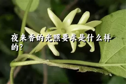 夜来香的光照要求是什么样的？