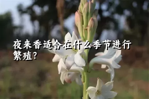 夜来香适合在什么季节进行繁殖？