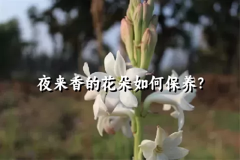 夜来香的花朵如何保养？