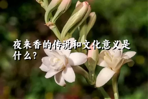 夜来香的传说和文化意义是什么？