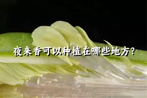 夜来香可以种植在哪些地方？