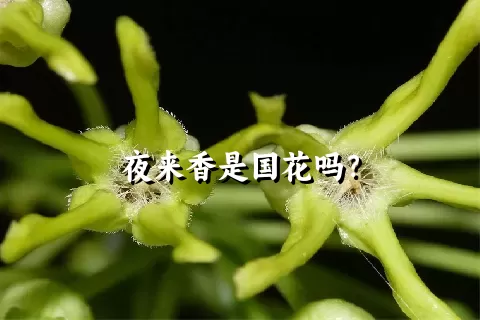 夜来香是国花吗？