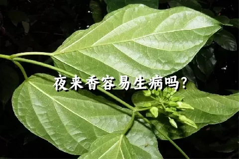 夜来香容易生病吗？