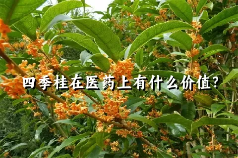 四季桂在医药上有什么价值？