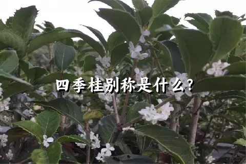 四季桂别称是什么？