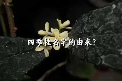 四季桂名字的由来？