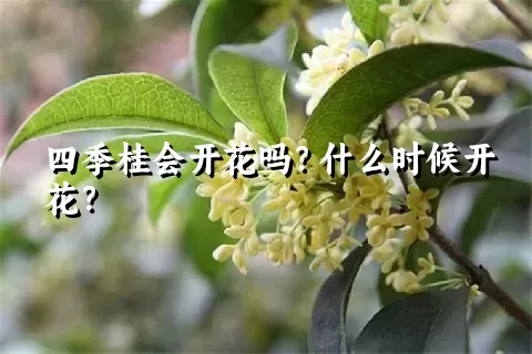 四季桂会开花吗？什么时候开花？