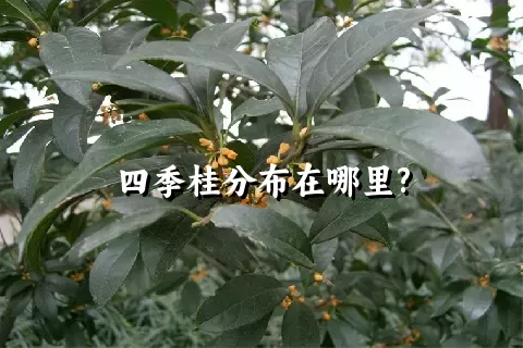 四季桂分布在哪里?