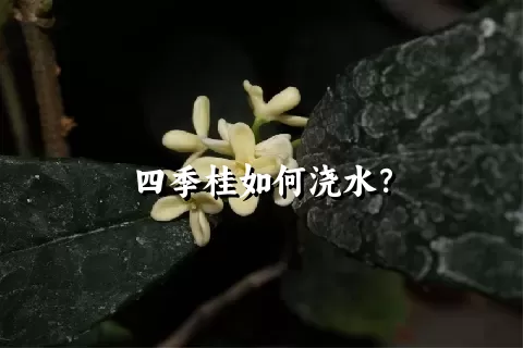 四季桂如何浇水？