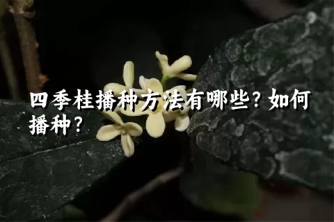 四季桂播种方法有哪些？如何播种？