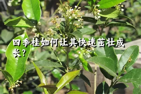 四季桂如何让其快速茁壮成长？