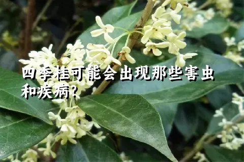 四季桂可能会出现那些害虫和疾病？