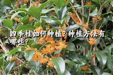 四季桂如何种植？种植方法有哪些？