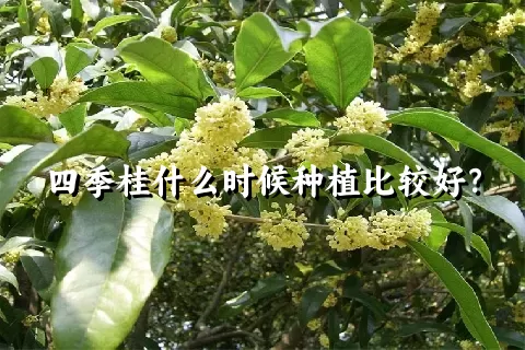 四季桂什么时候种植比较好？