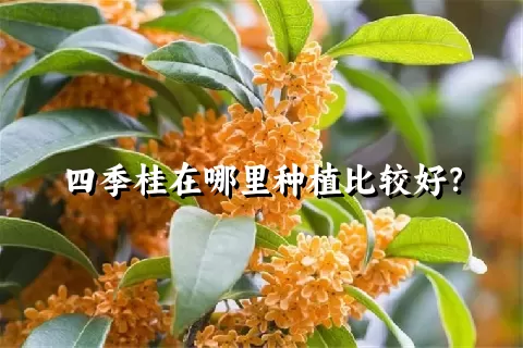 四季桂在哪里种植比较好？