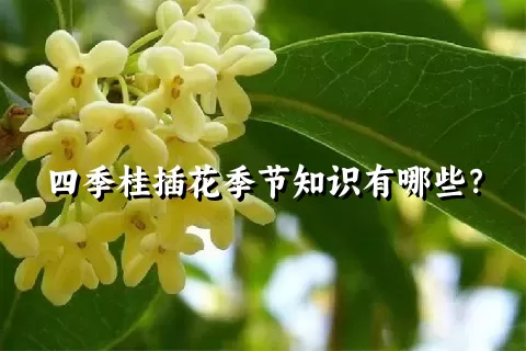 四季桂插花季节知识有哪些？