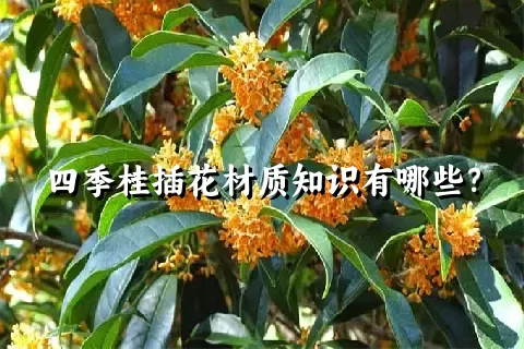 四季桂插花材质知识有哪些？