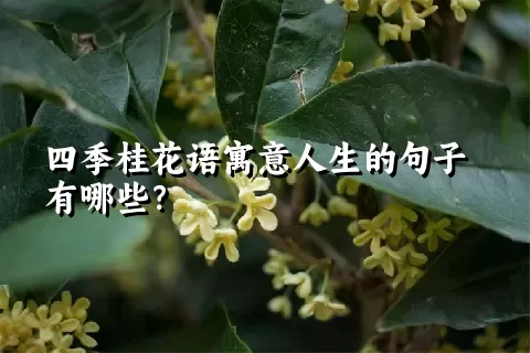 四季桂花语寓意人生的句子有哪些？