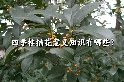 四季桂插花意义知识有哪些？