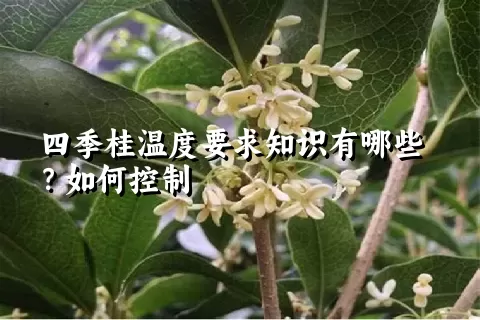 四季桂温度要求知识有哪些？如何控制