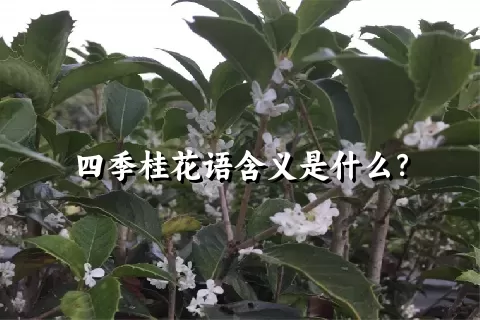 四季桂花语含义是什么？