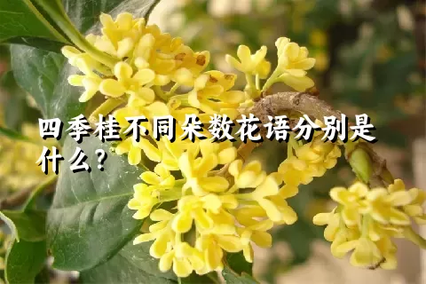 四季桂不同朵数花语分别是什么？