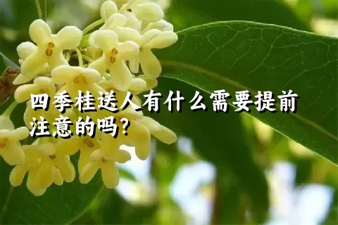 四季桂送人有什么需要提前注意的吗？