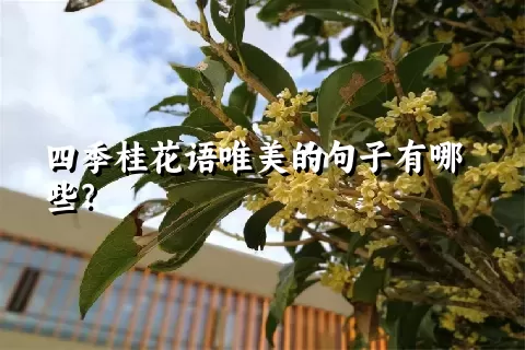 四季桂花语唯美的句子有哪些？